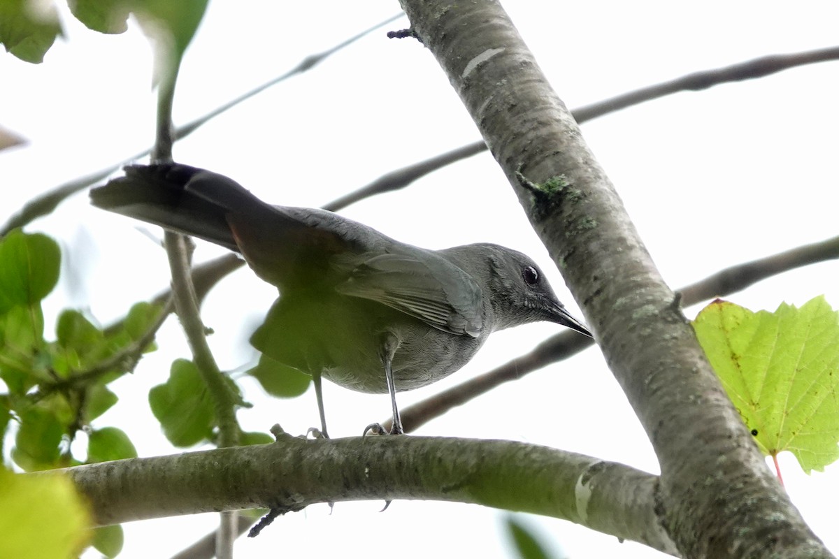 Gray Catbird - ML623914253