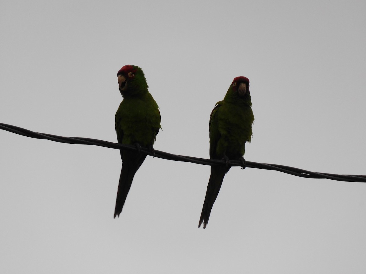 Conure à tête rouge - ML623914260