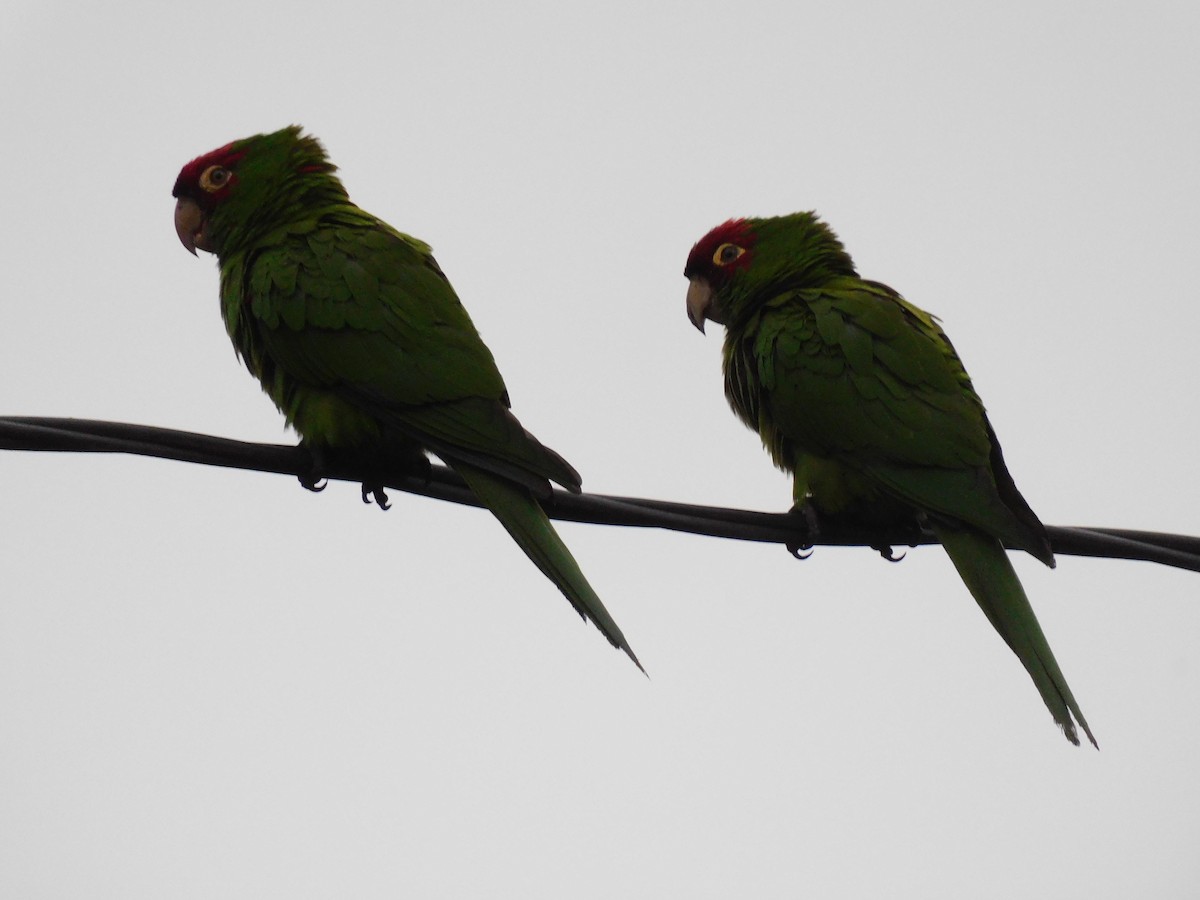 Conure à tête rouge - ML623914261