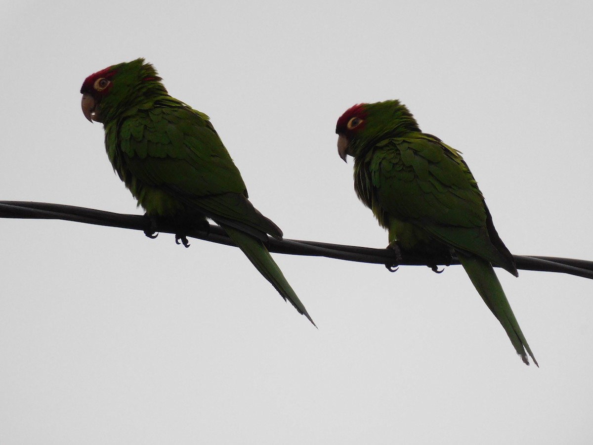 Conure à tête rouge - ML623914262