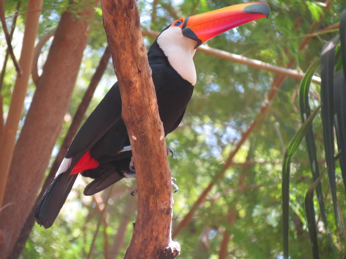 Toco Toucan - ML623914264