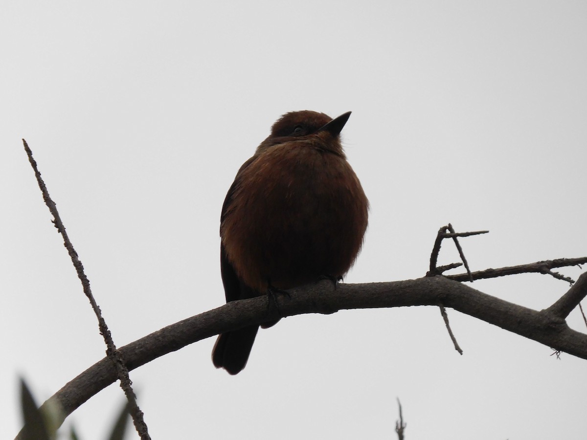 Vermilion Flycatcher (obscurus Group) - ML623914274