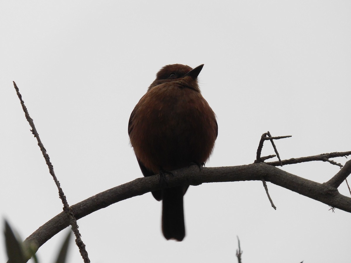 Vermilion Flycatcher (obscurus Group) - ML623914275