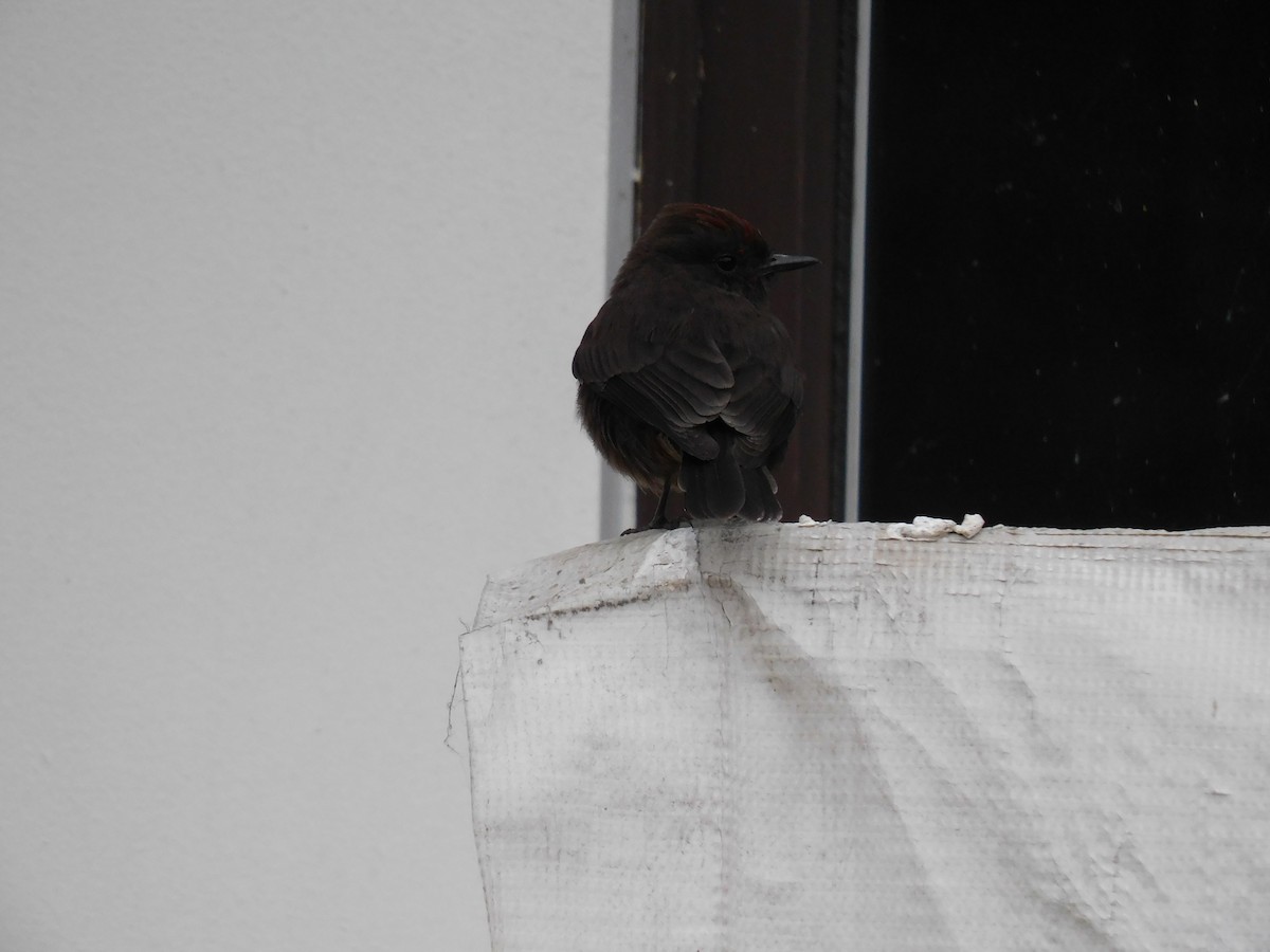 Vermilion Flycatcher (obscurus Group) - ML623914276