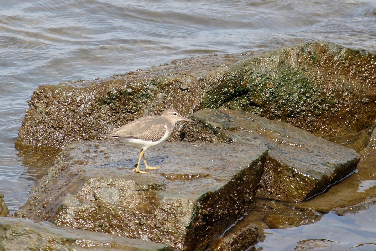 Spotted Sandpiper - ML623914295