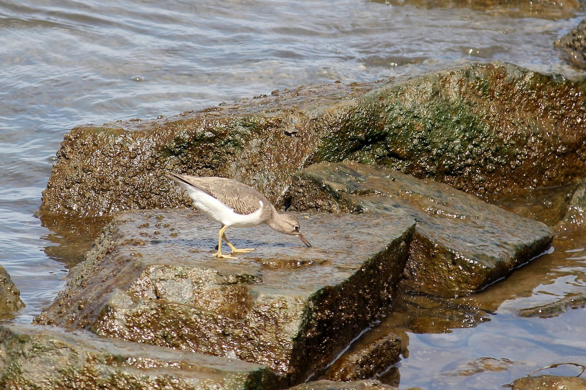 Spotted Sandpiper - ML623914296