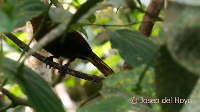 Russet-backed Oropendola - ML623914302