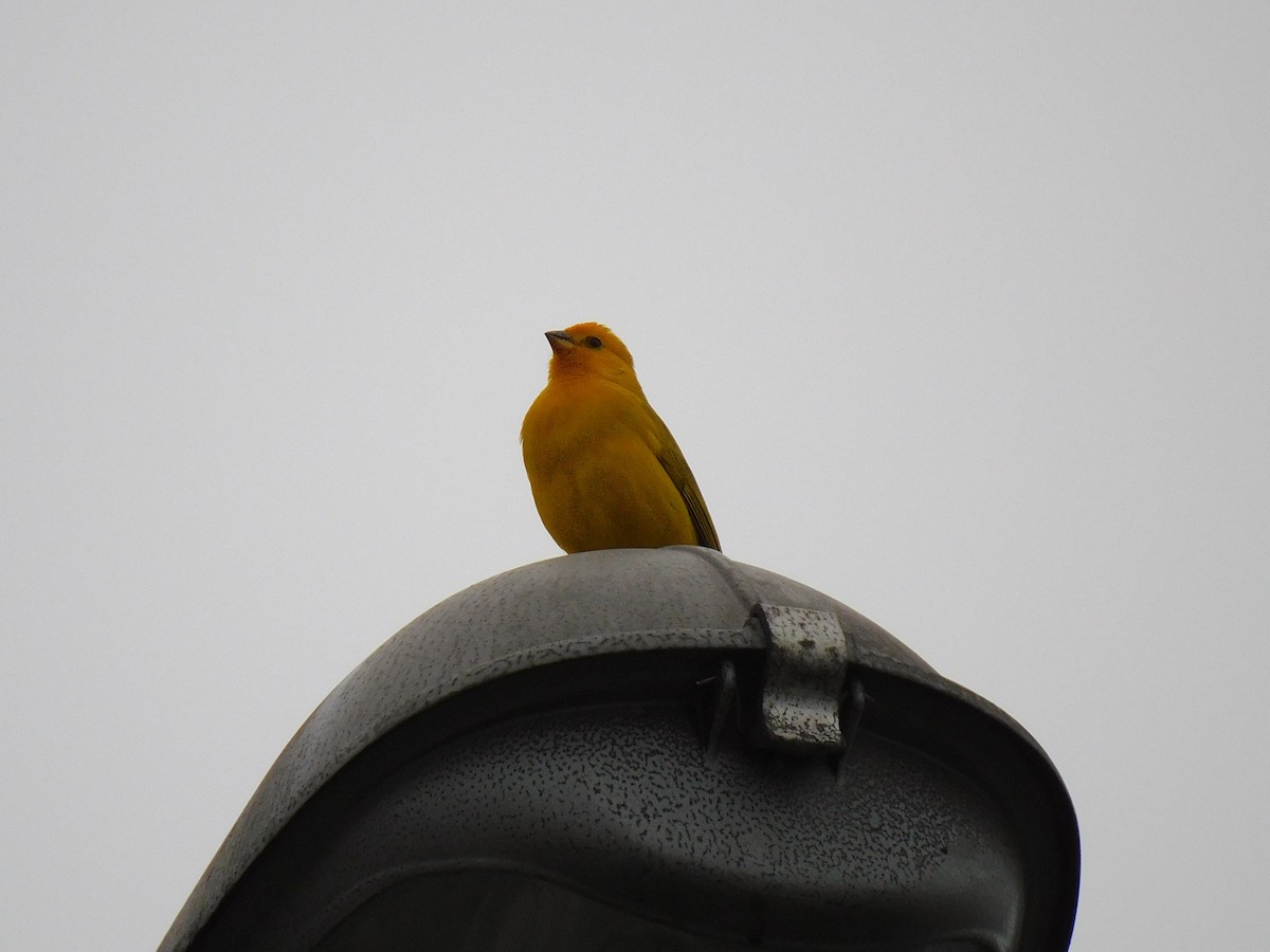 Saffron Finch - ML623914310