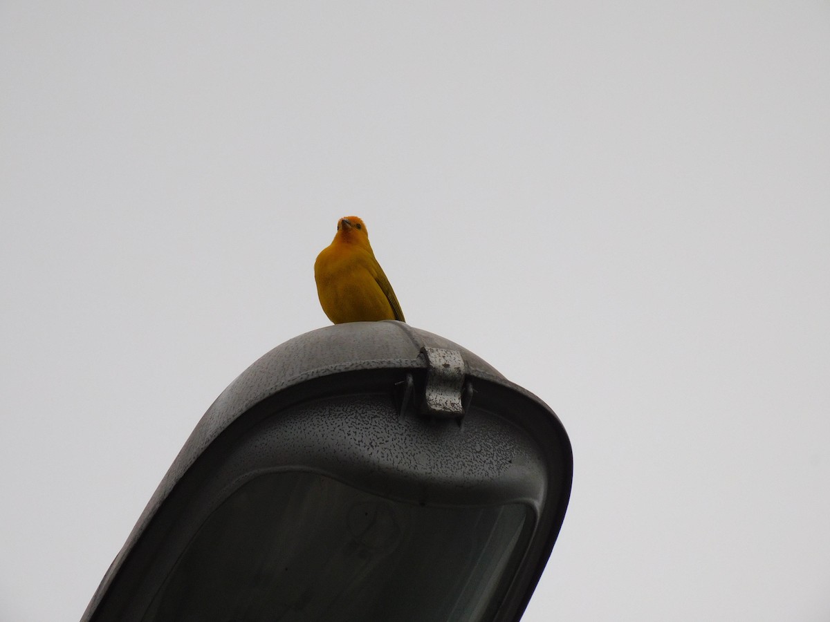 Saffron Finch - ML623914311