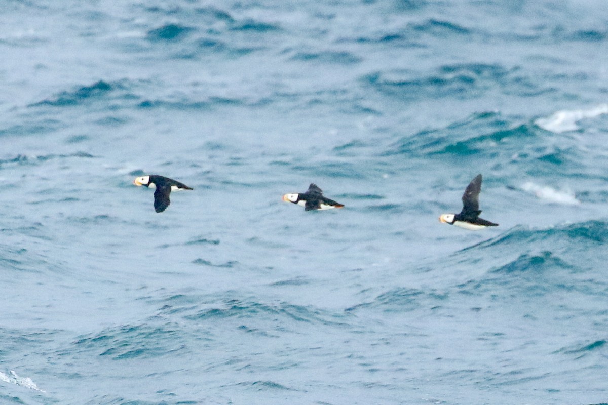 Horned Puffin - ML623914336