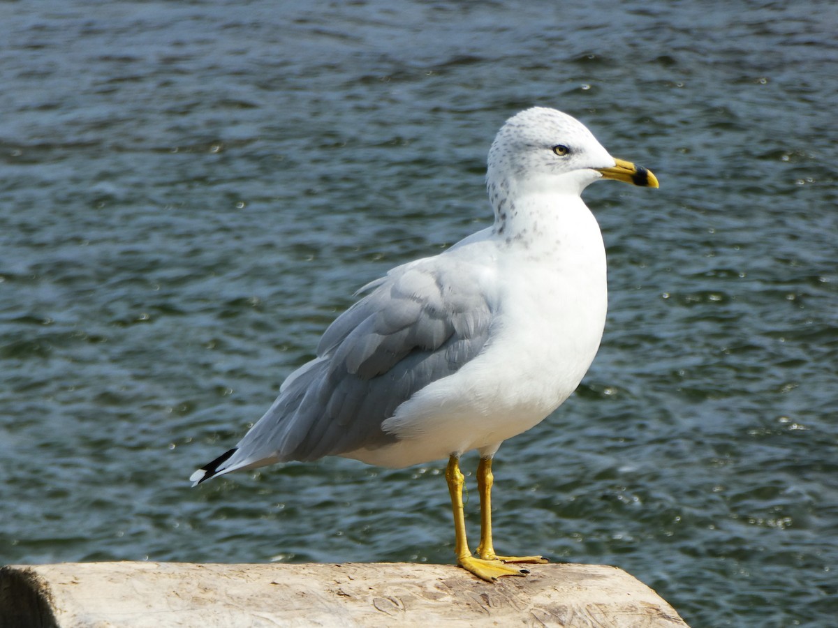 Ring-billed Gull - ML623914337