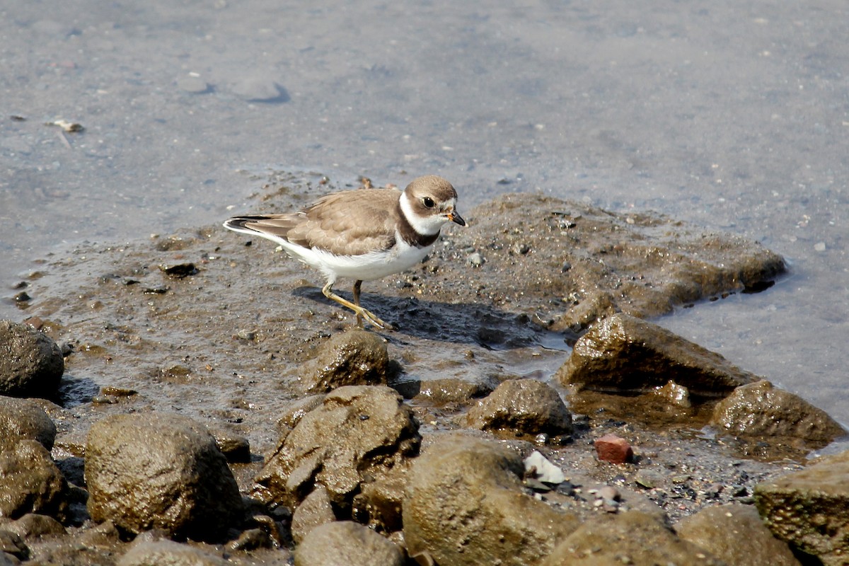 Semipalmated Plover - ML623914344