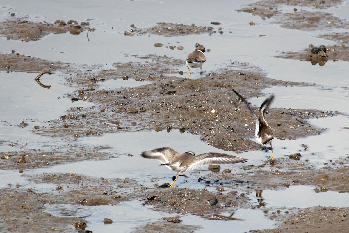 Semipalmated Plover - ML623914345