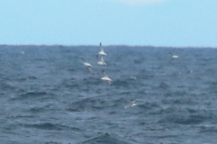 Black-legged Kittiwake - riley wyna