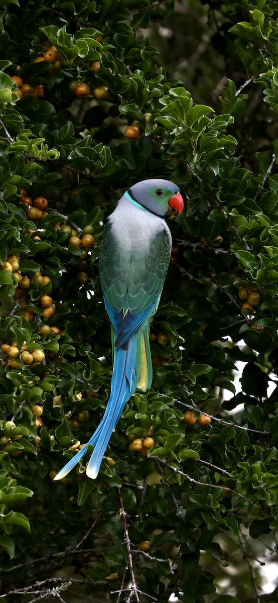 Malabar Parakeet - ML623914361