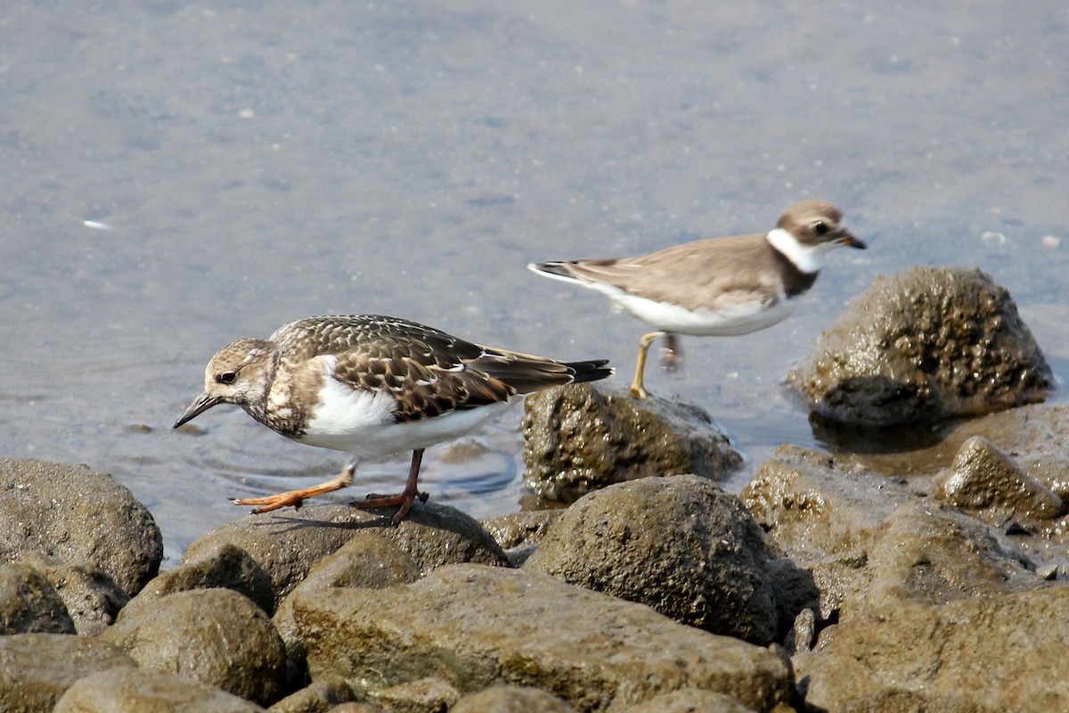 Ruddy Turnstone - ML623914364