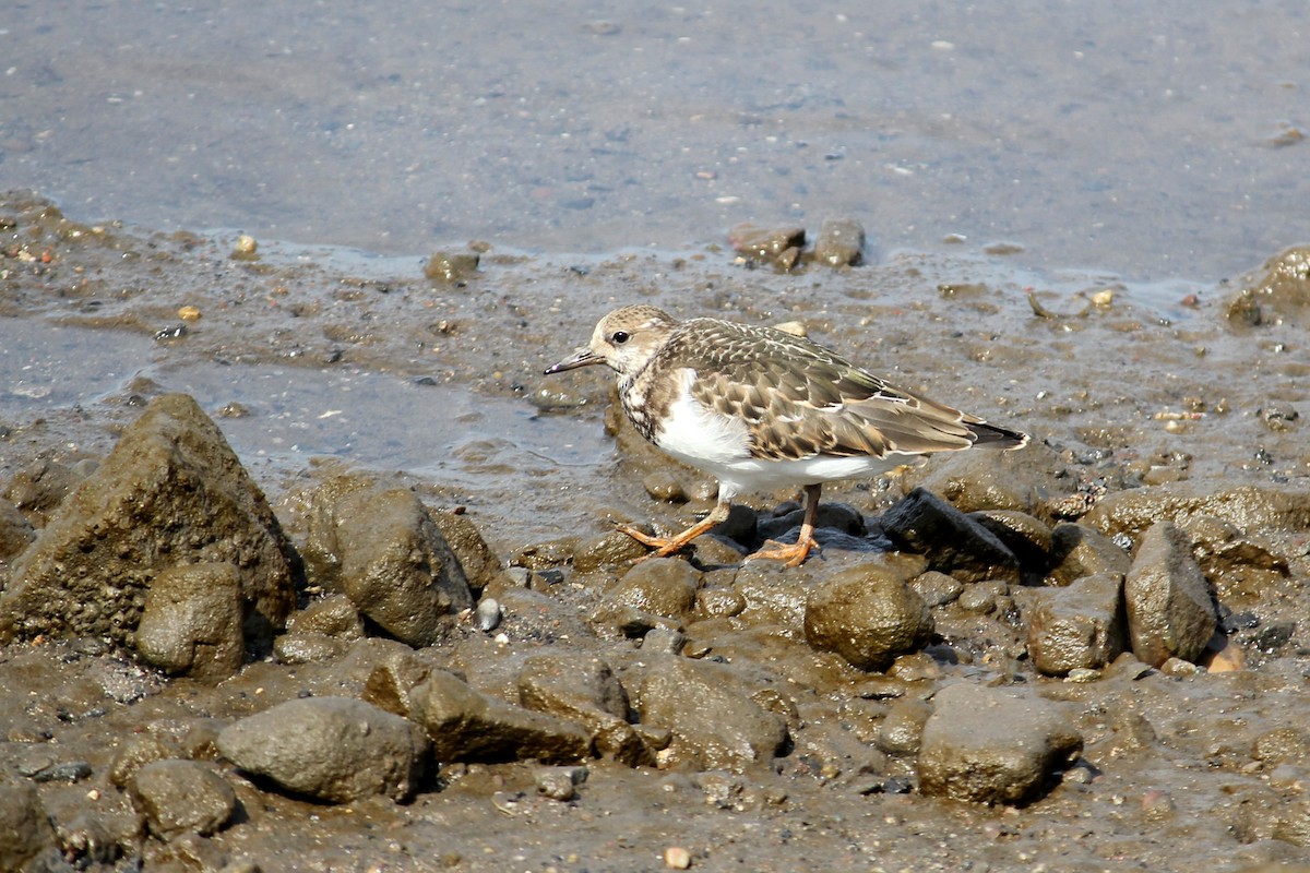 Ruddy Turnstone - ML623914365