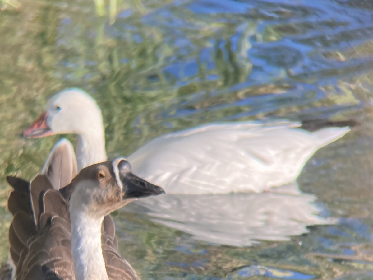 Snow Goose - Genevieve Bock