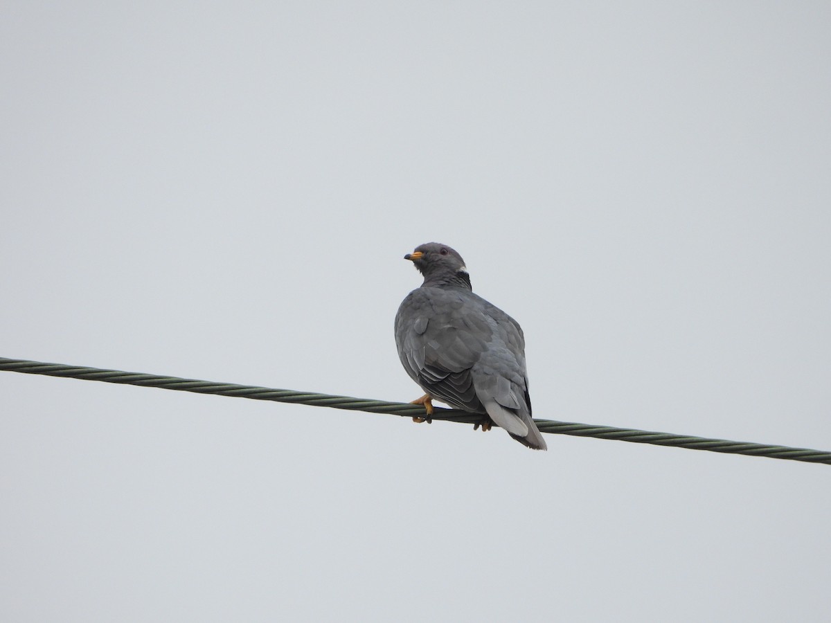 Band-tailed Pigeon - ML623914403