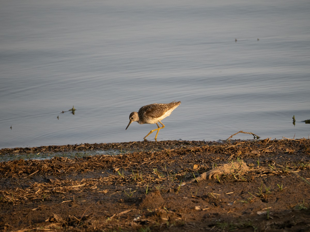 Wood Sandpiper - ML623914454