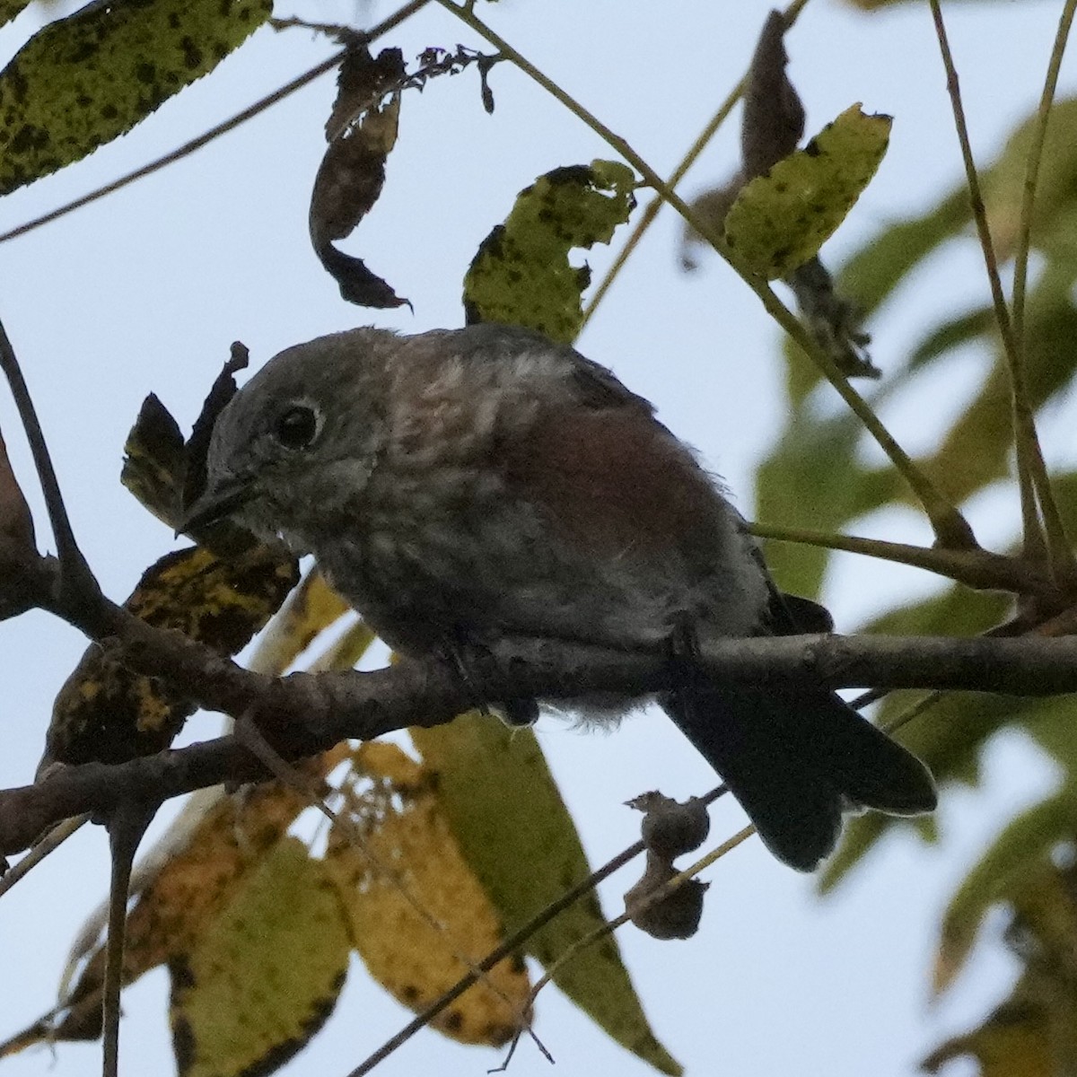 Eastern Bluebird - ML623914461