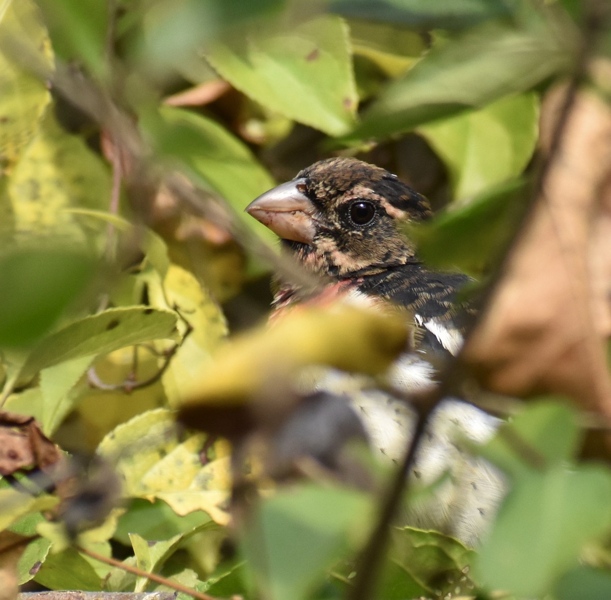 Rose-breasted Grosbeak - ML623914478