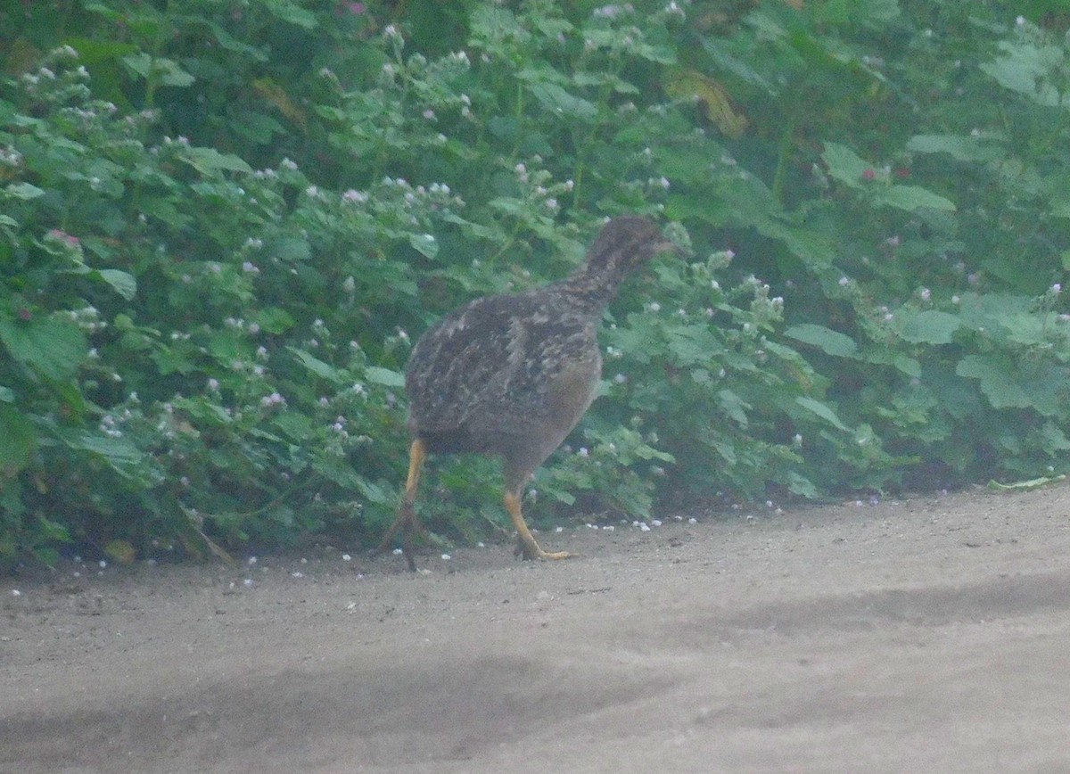 Andean Tinamou - ML623914483