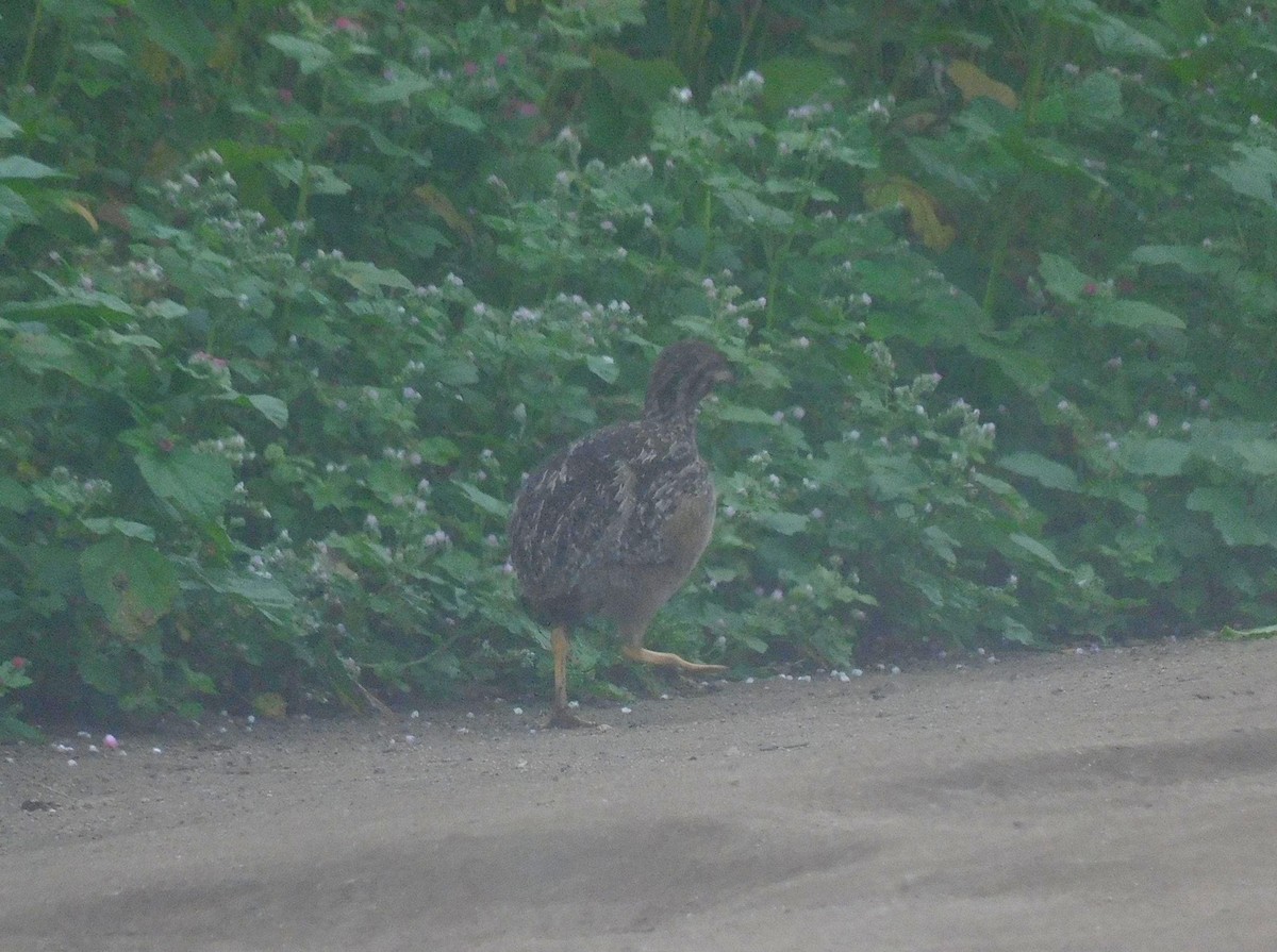 Andean Tinamou - ML623914484