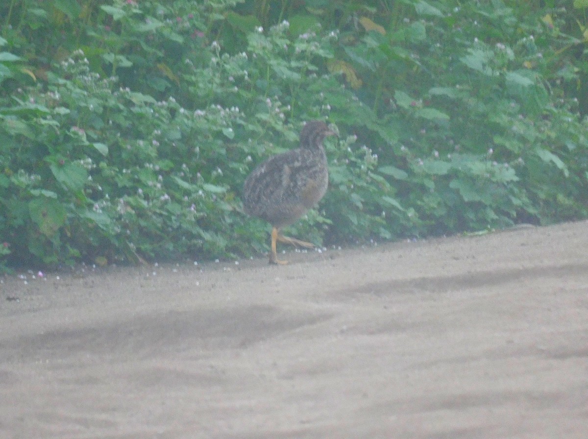 Andean Tinamou - ML623914485