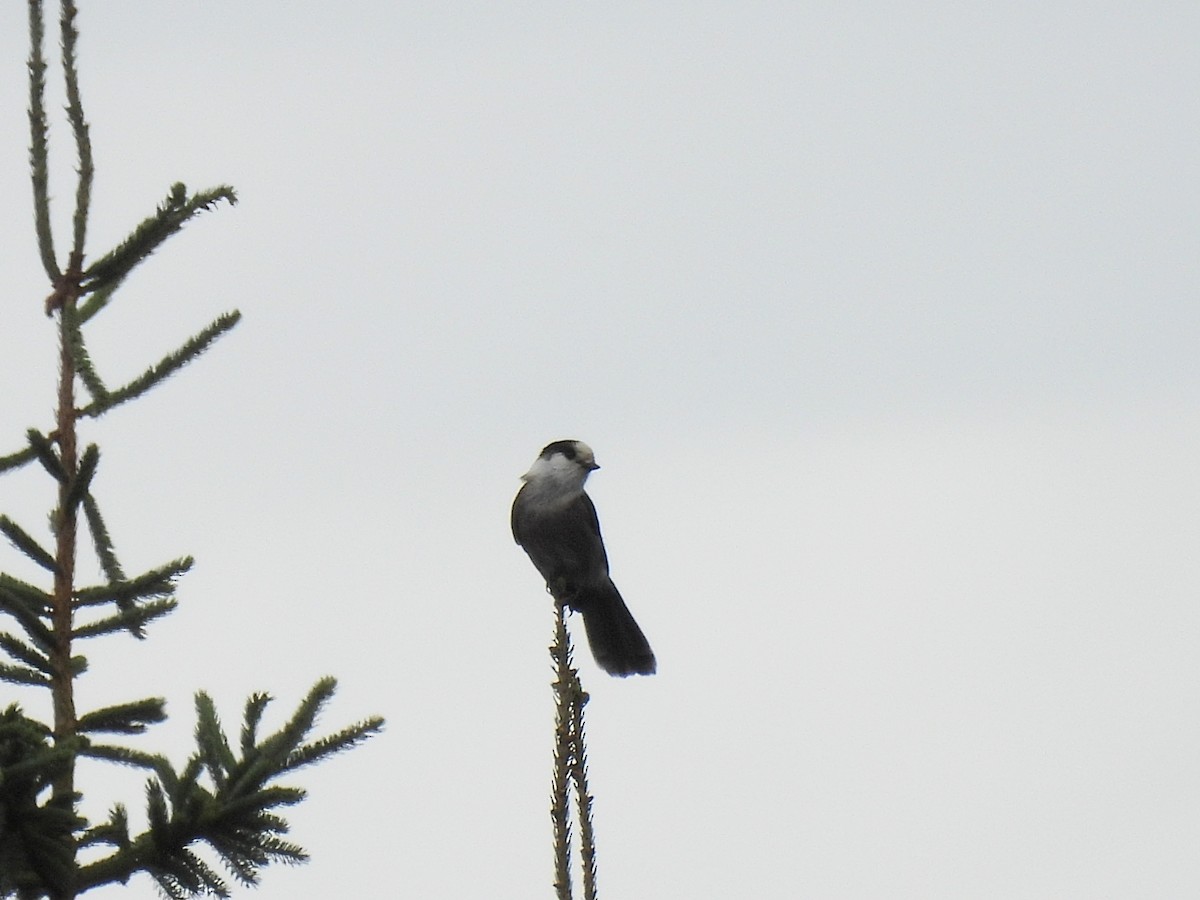 Canada Jay - ML623914486