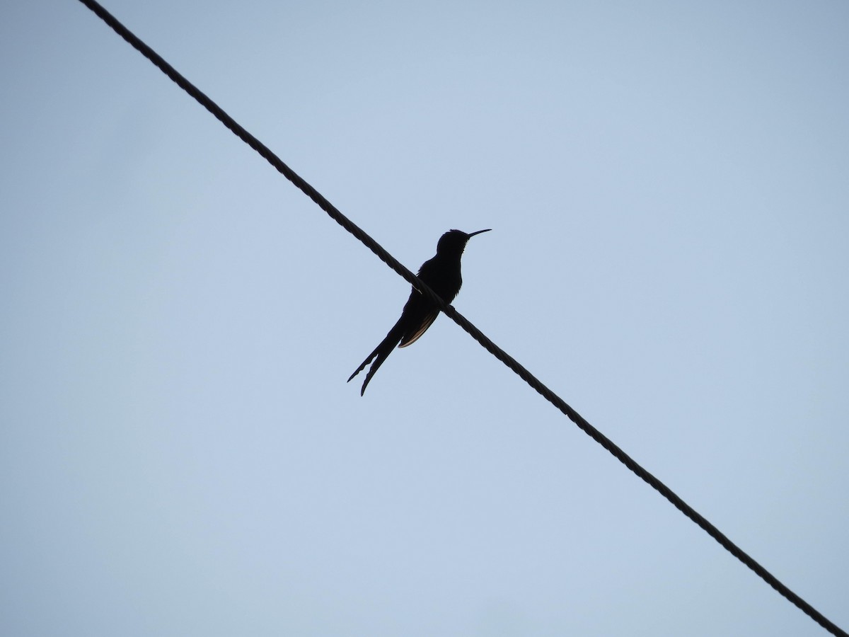 Colibrí Golondrina - ML623914516