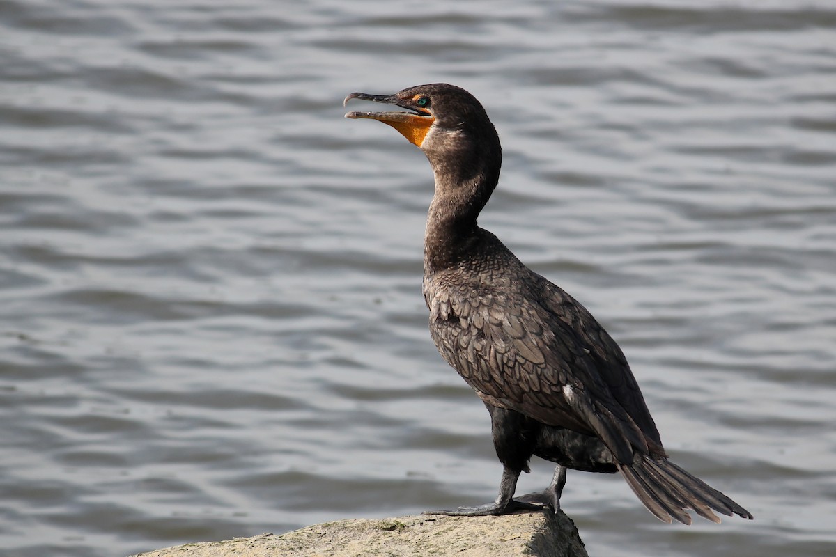 Cormoran à aigrettes - ML623914527