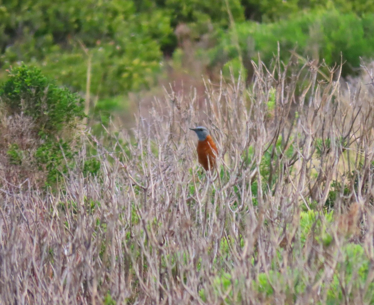 Cape Rock-Thrush - Susan Disher