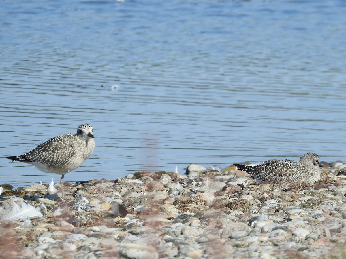 Black-bellied Plover - Mike Ferguson