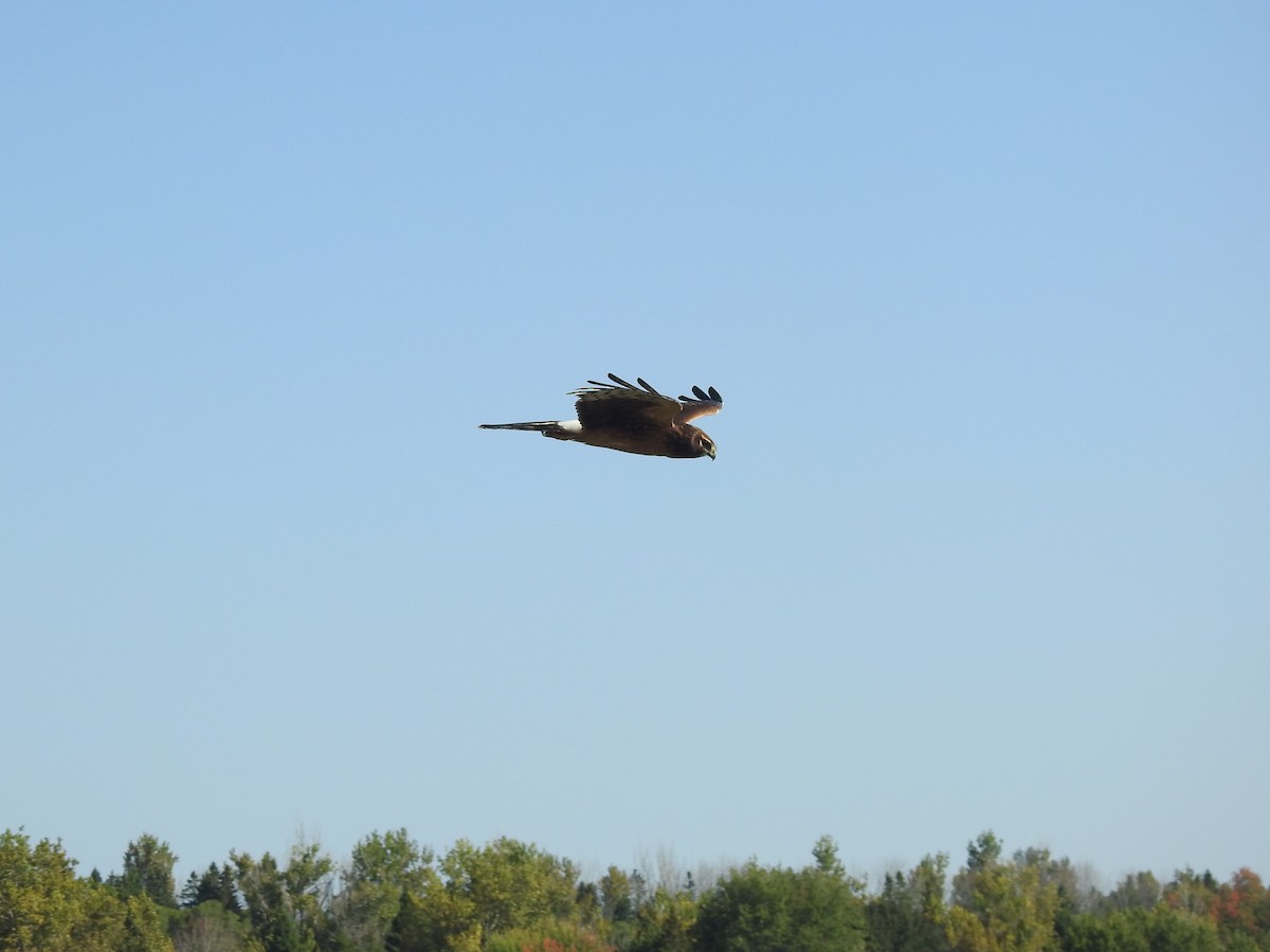 Northern Harrier - ML623914586