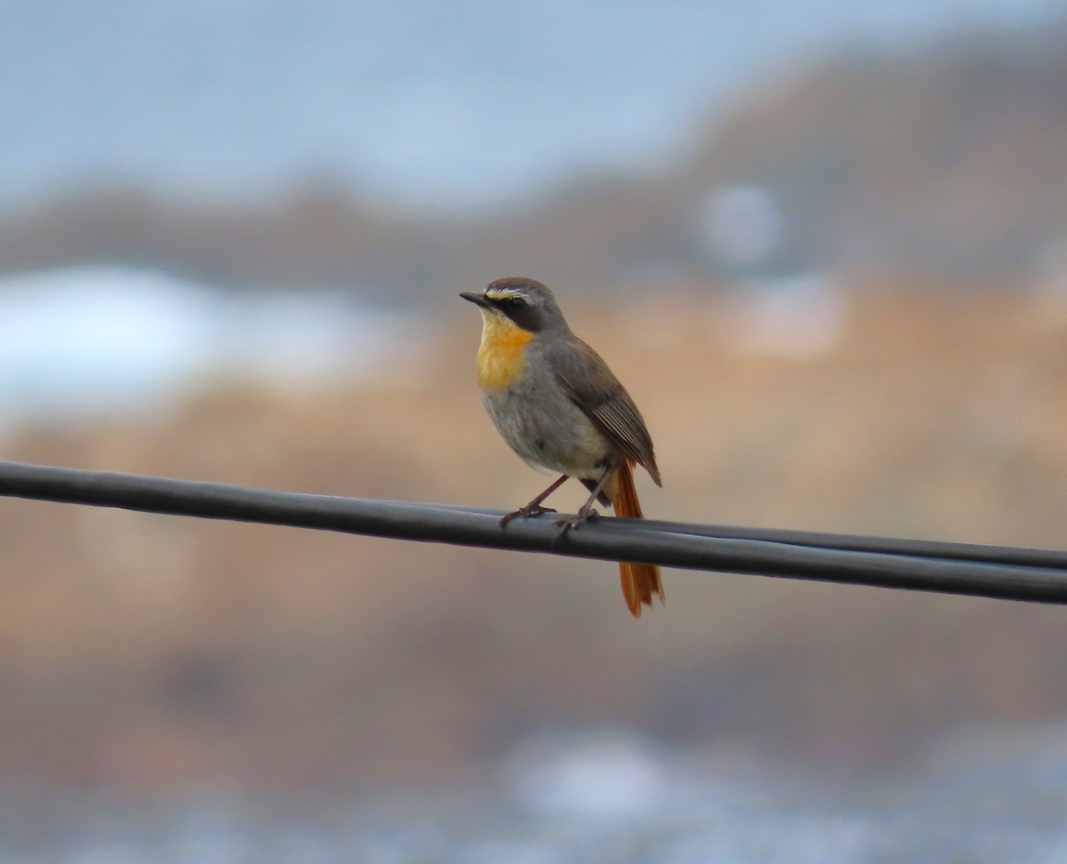 Cape Robin-Chat - ML623914591