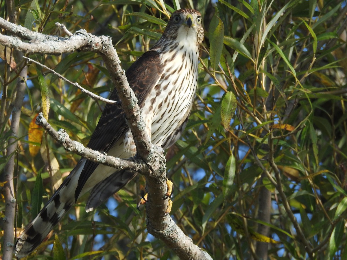 Cooper's Hawk - ML623914593