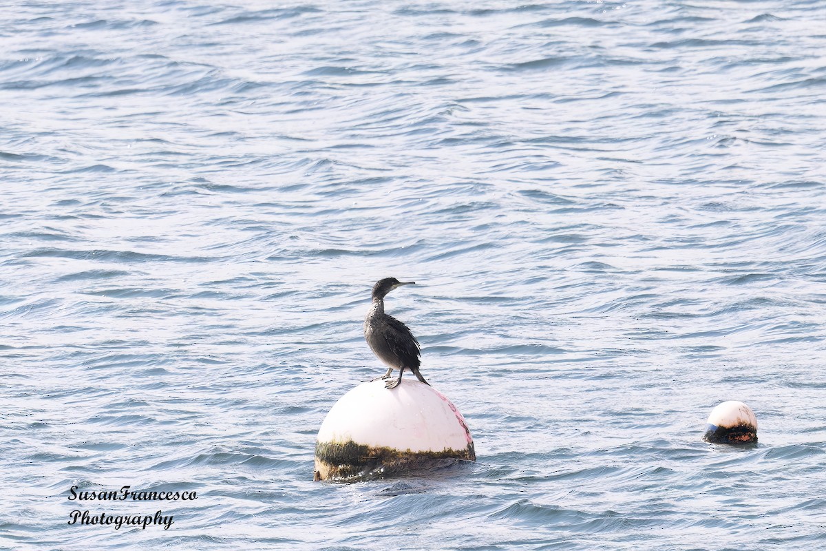 European Shag - Susan Francesco