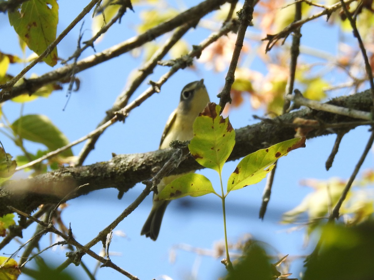 Blue-headed Vireo - ML623914597