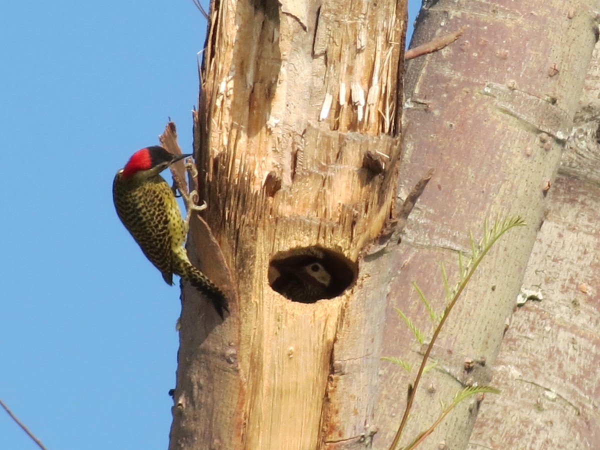 Green-barred Woodpecker - ML623914598