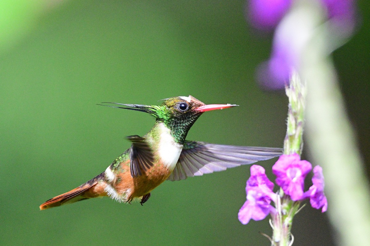 White-crested Coquette - ML623914600