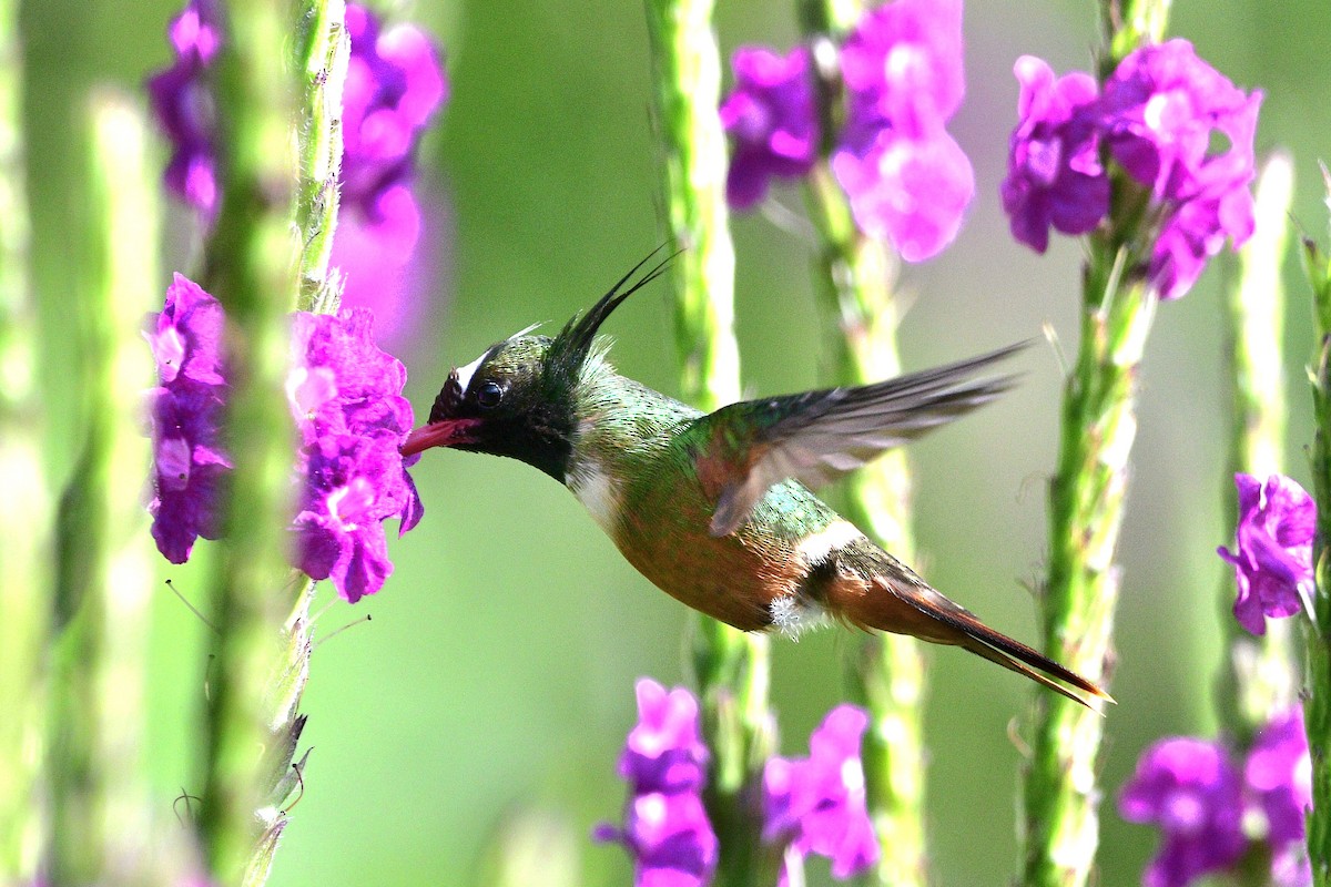 White-crested Coquette - ML623914603