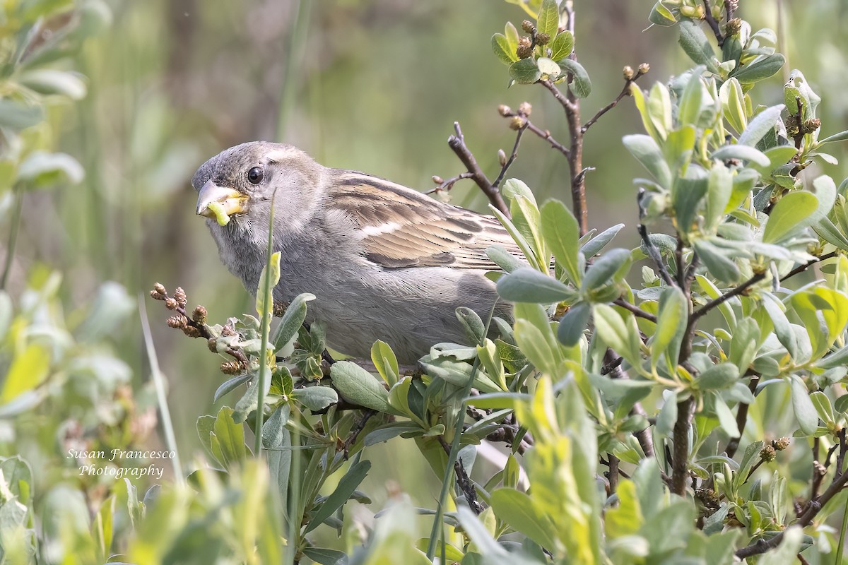 House Sparrow - ML623914613