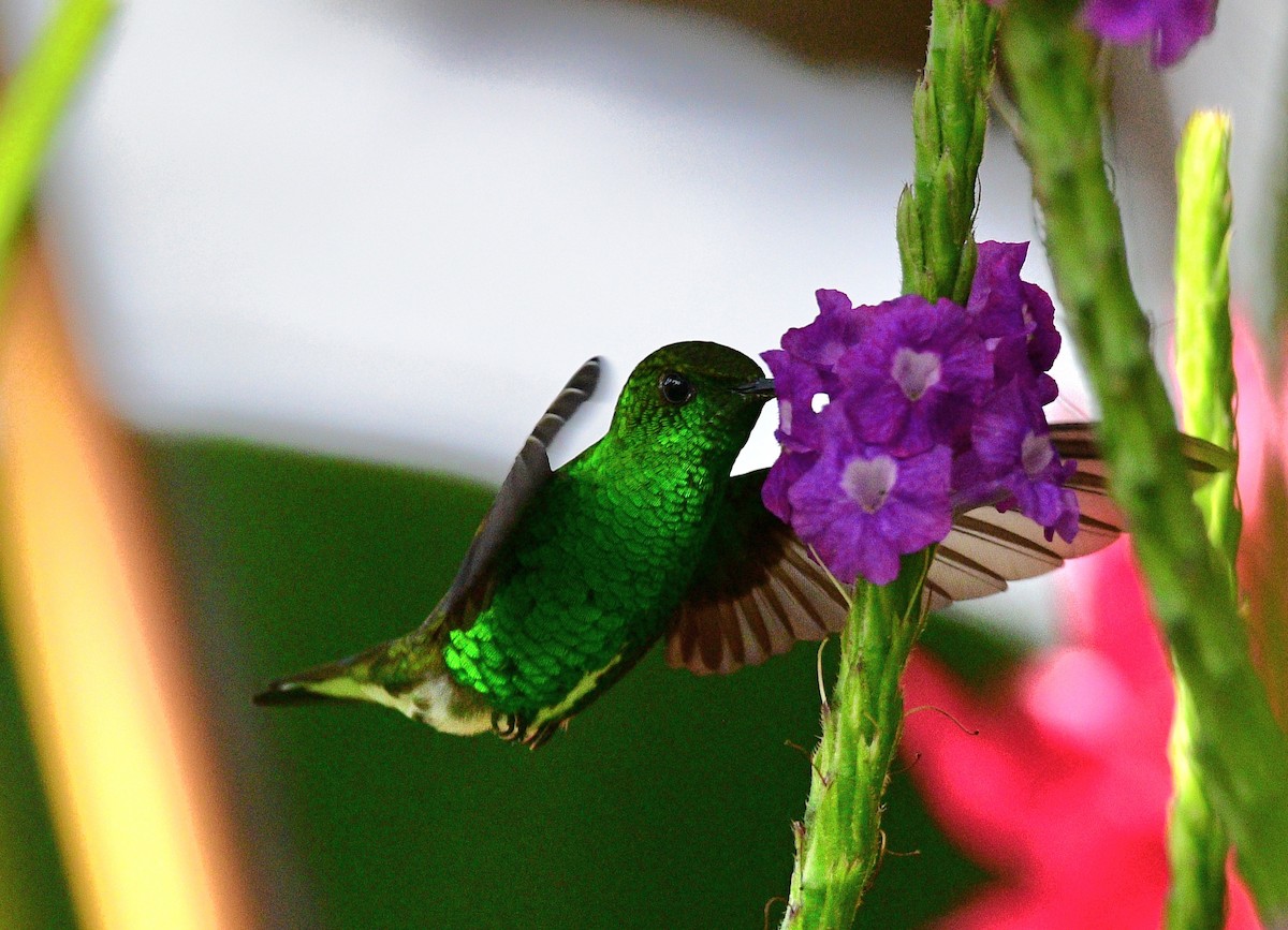 White-tailed Emerald - ML623914618