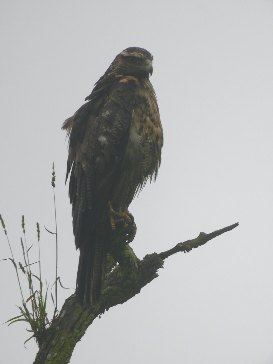 Black-chested Buzzard-Eagle - ML623914621