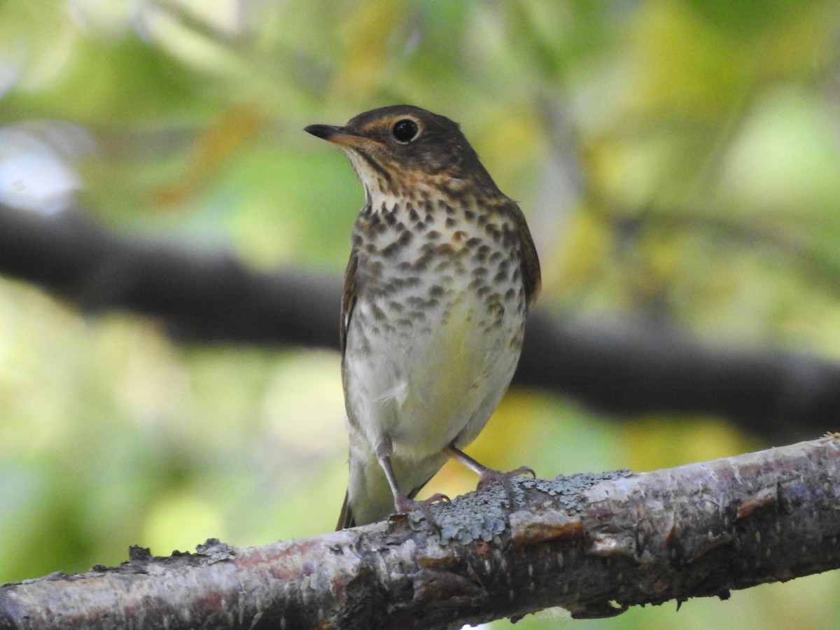 Swainson's Thrush - ML623914627