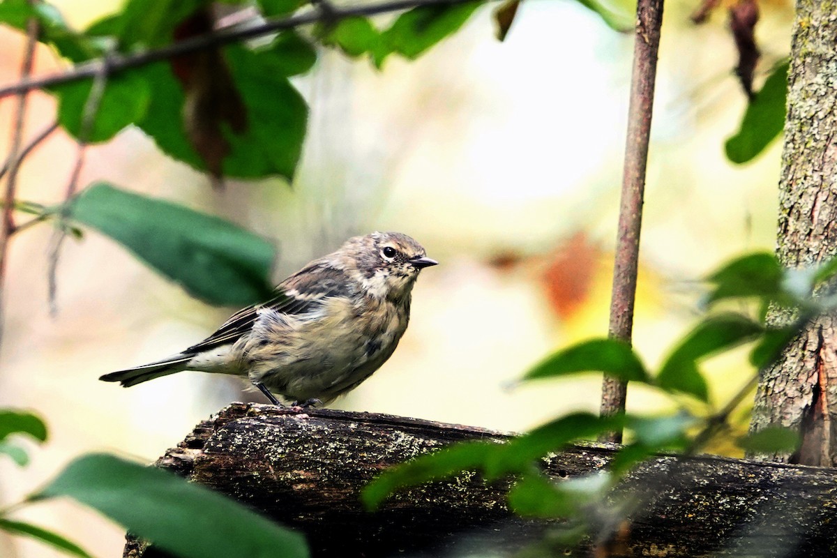 Yellow-rumped Warbler - ML623914630