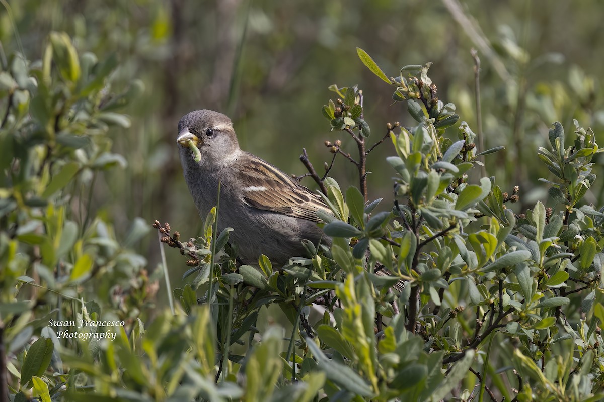 House Sparrow - Susan Francesco