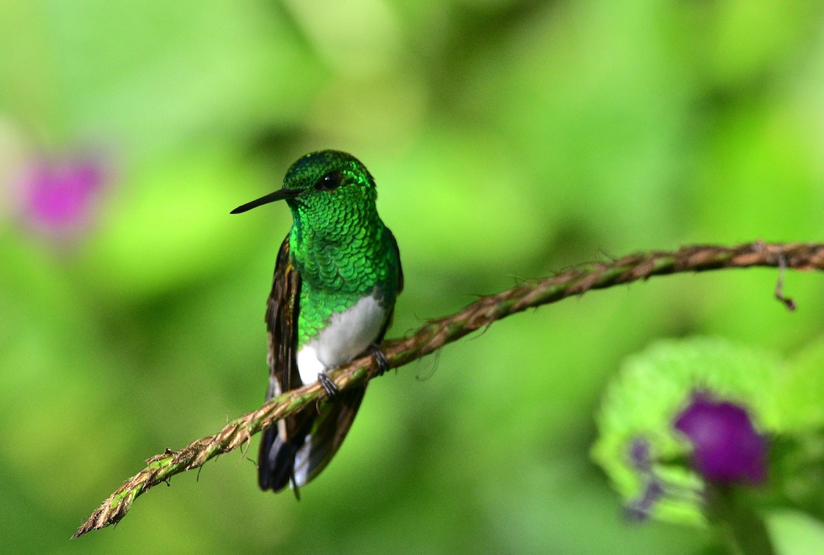 Snowy-bellied Hummingbird - ML623914632