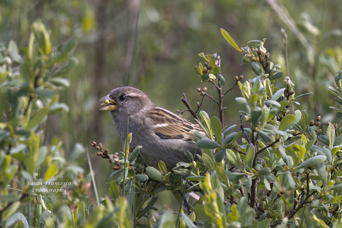 House Sparrow - Susan Francesco